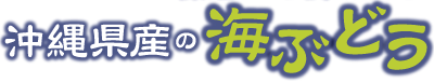 沖縄県産の海ぶどう